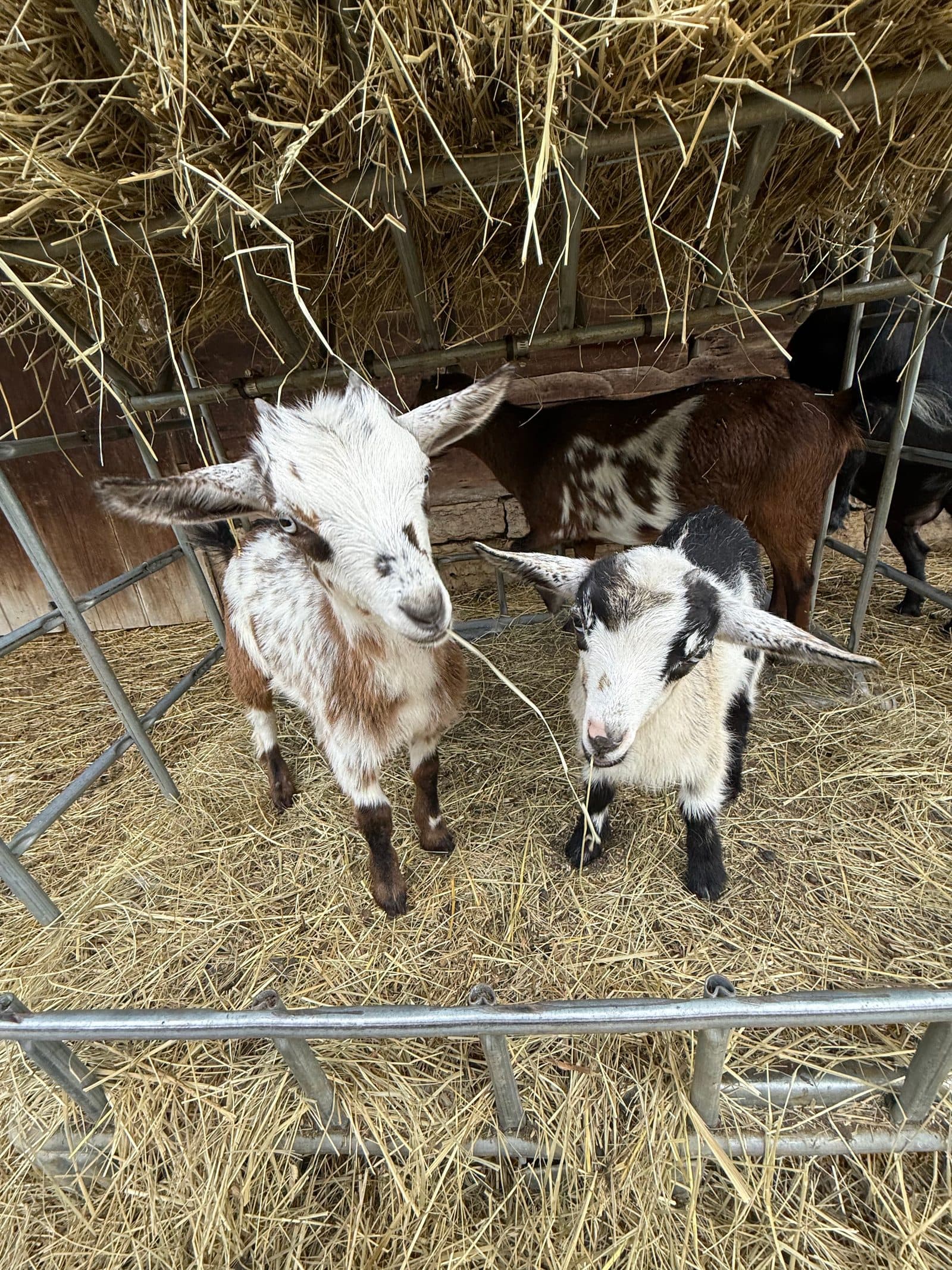 Goat kids poking through the hay feeder