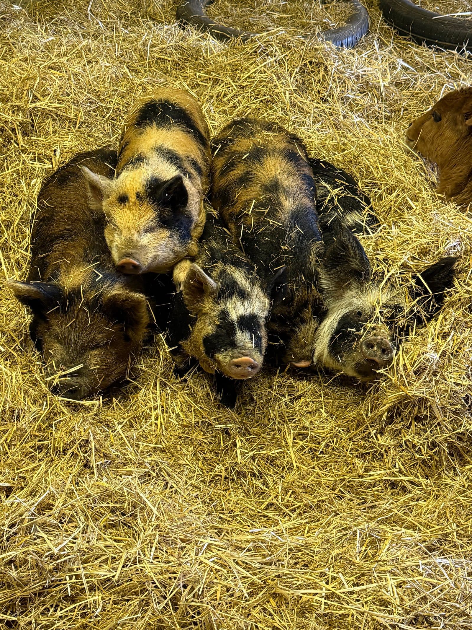 A pile of KuneKune piglets napping in the straw