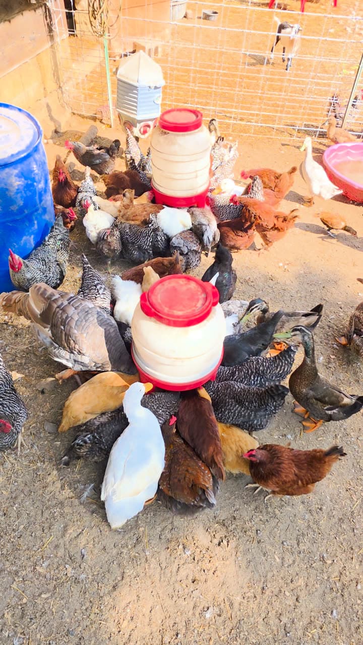 The no-waste poultry feeder at Stillwater Mini Ranch