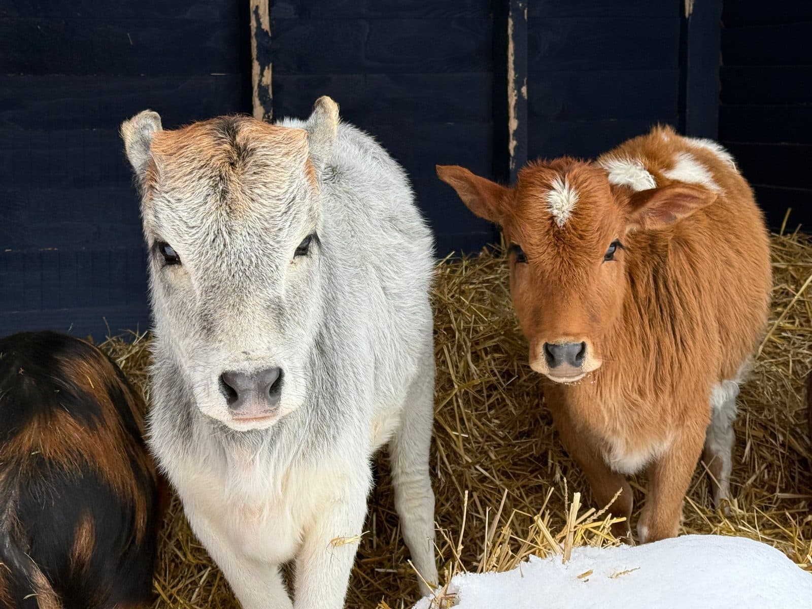 Coco and Jack, the mini zebu cows, side by side in the barn
