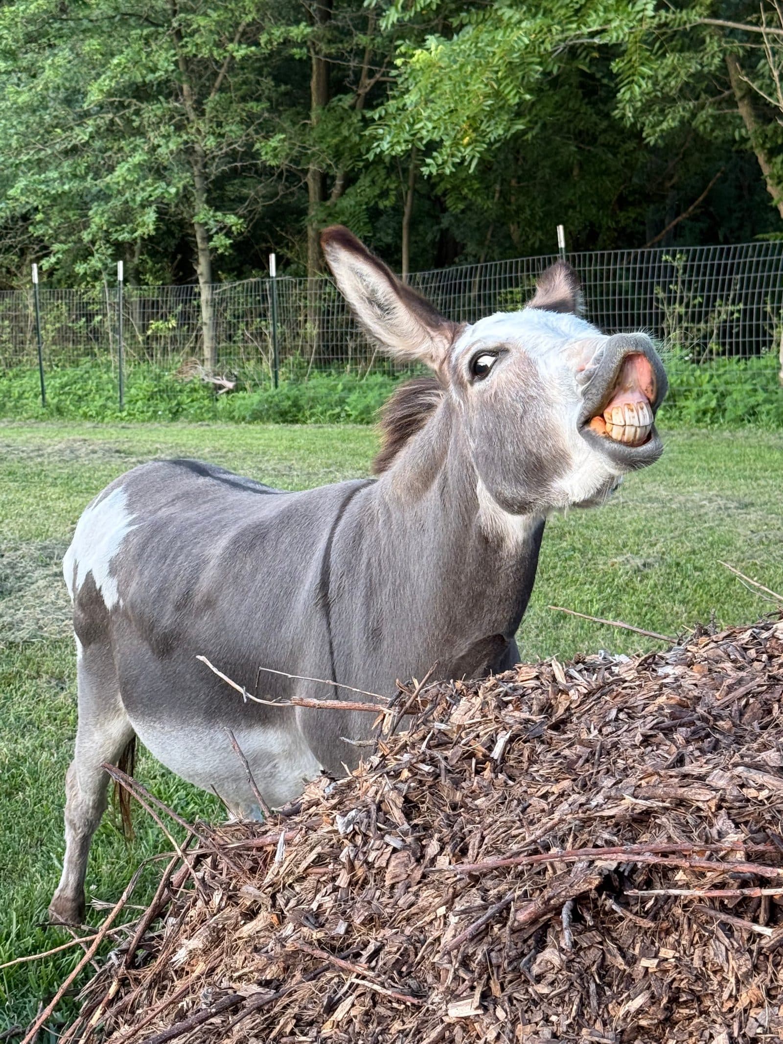 Jonah the mini donkey mid-bray, showing every tooth