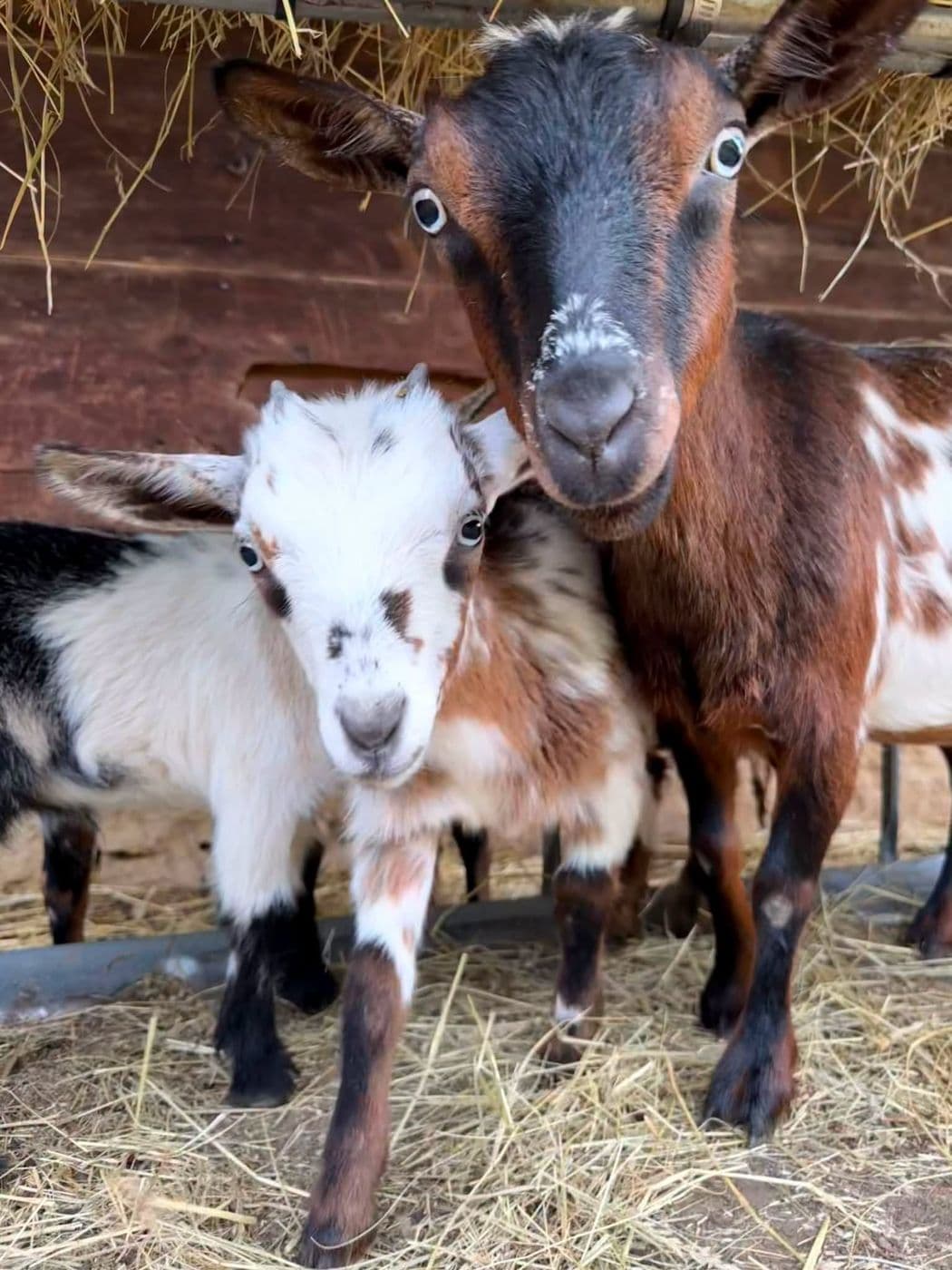 Two mini goats staring directly into the camera