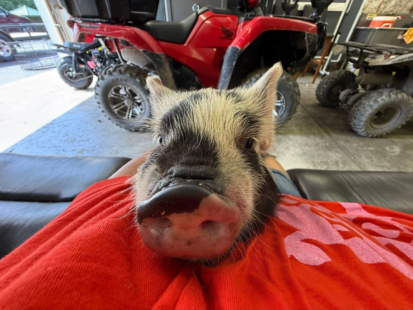 A mini pig snout, extremely close up